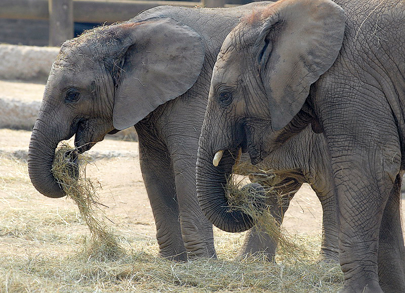 2505 Tiere DDD_3686 Kopie.jpg - Zoo Wuppertal